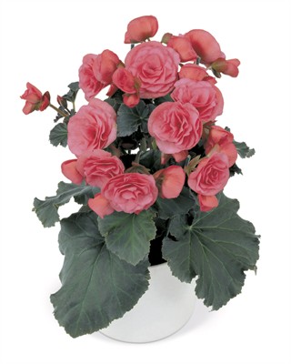 B. ‘Solenia Light Pink’